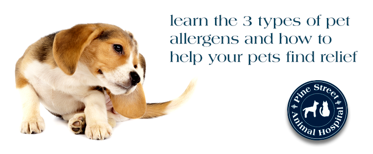 Understanding Skin Allergies