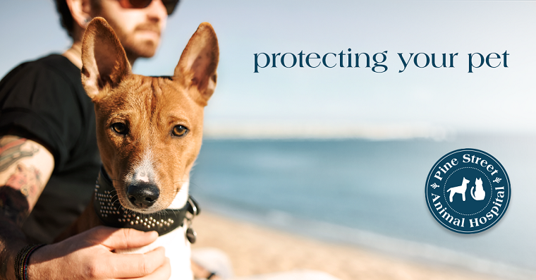 Vaccine protocols for companion animals