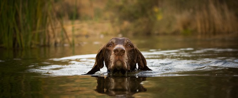 The Wet and the Wild: Summer Swimming with Dogs