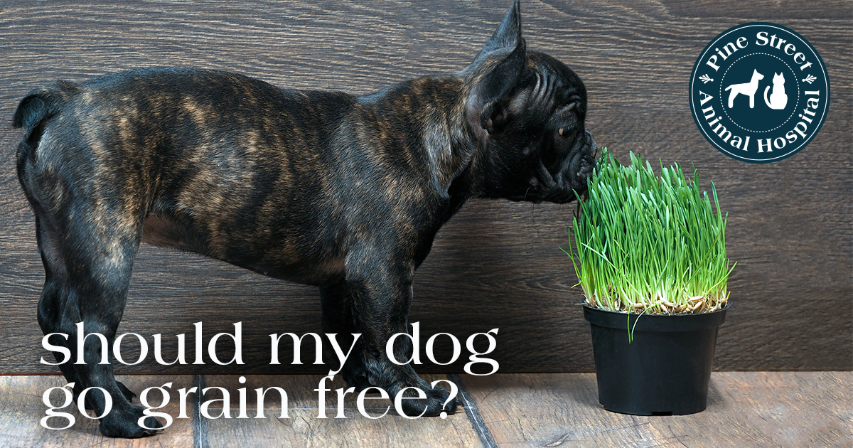 Does my pet need grain-free food?
