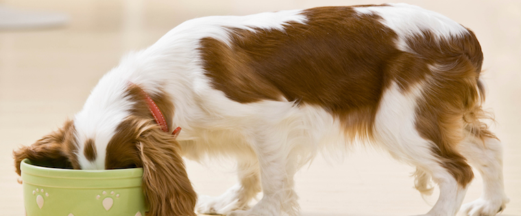 Does My Pet Need to Go Organic or Non-GMO?
