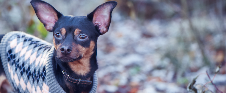 Does my dog need to wear a sweater or jacket in winter?