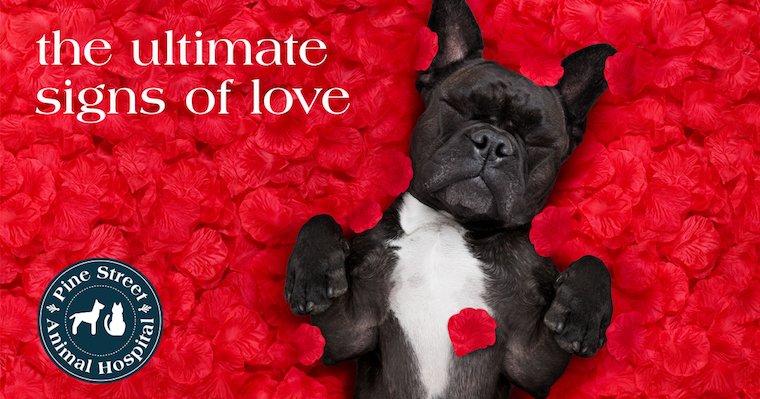 How to Show Your Pets you Love Them